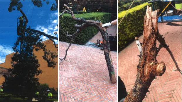 Imagen de las ramas retiradas en el Alcázar