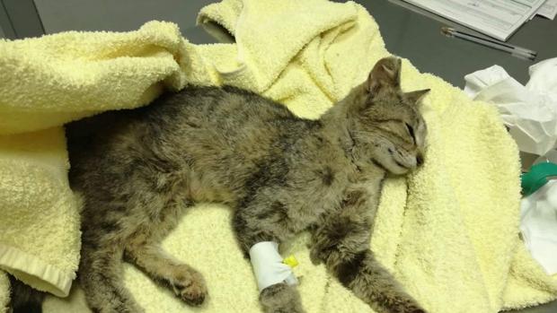 El gatita enferma que falleció hace unas semanas en Sevilla