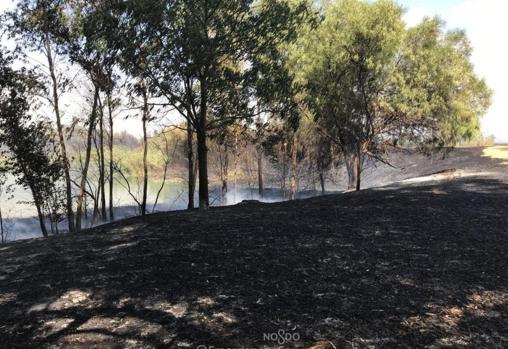 Incendio en el Parque del Alamillo