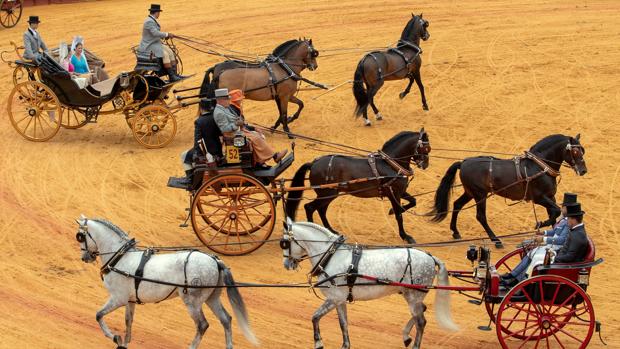 Ejemplares participantes en la última edición del concurso de enganches en la Maestranza